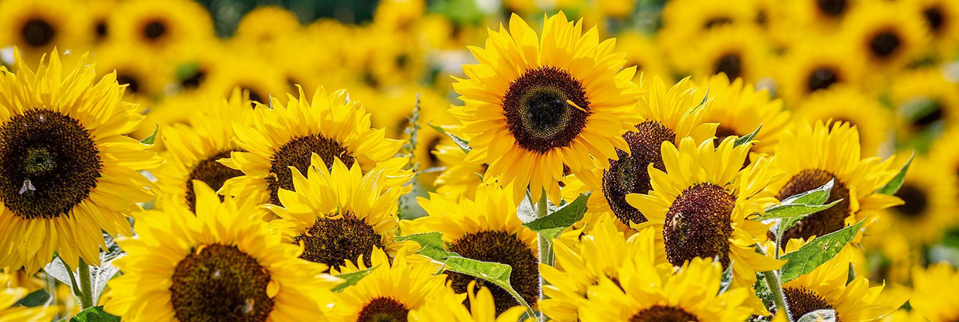 Psychotherapy Cambridge